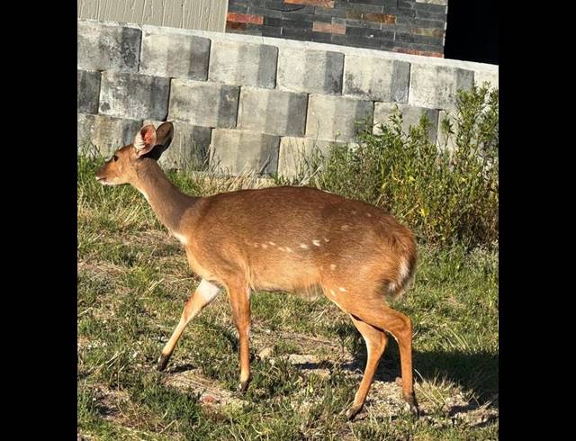 4 BEDROOM HOUSE FOR SALE IN NUM NUM CAPE ESTATE